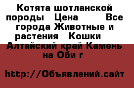 Котята шотланской породы › Цена ­ 40 - Все города Животные и растения » Кошки   . Алтайский край,Камень-на-Оби г.